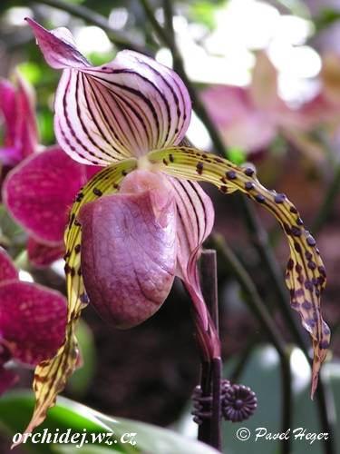 Paphiopedilum lawrenceanum x sanderianum